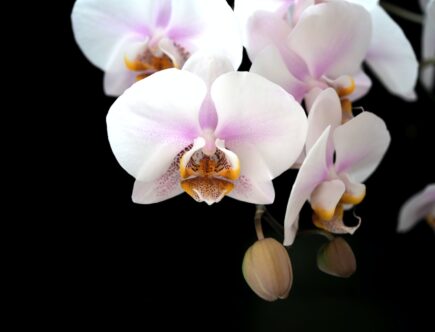 orchidée blanche
